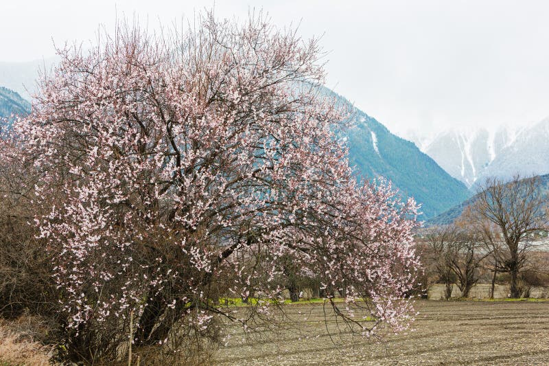 The peach spring