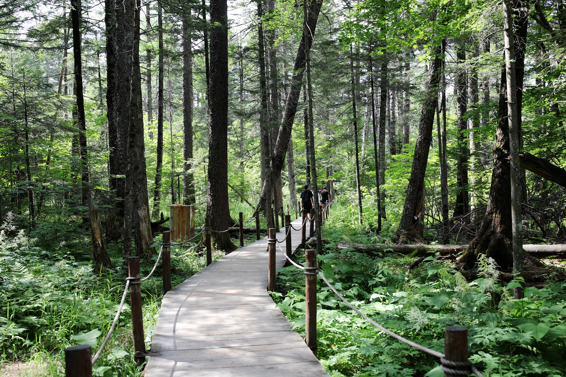Valley Floor Forest, Yanbian — photo from the ToursChinaTravel attraction library