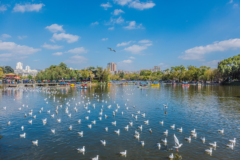 Green Lake & the gulls