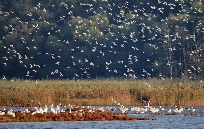 Migratory birds resting on the Beidaihe wetlands