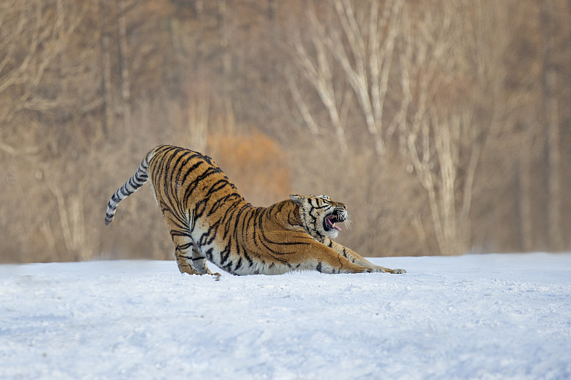 Siberian tiger stretching in the snow at Harbin Siberian Tiger Park