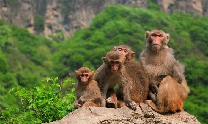 Macaque Valley (Mihougu)