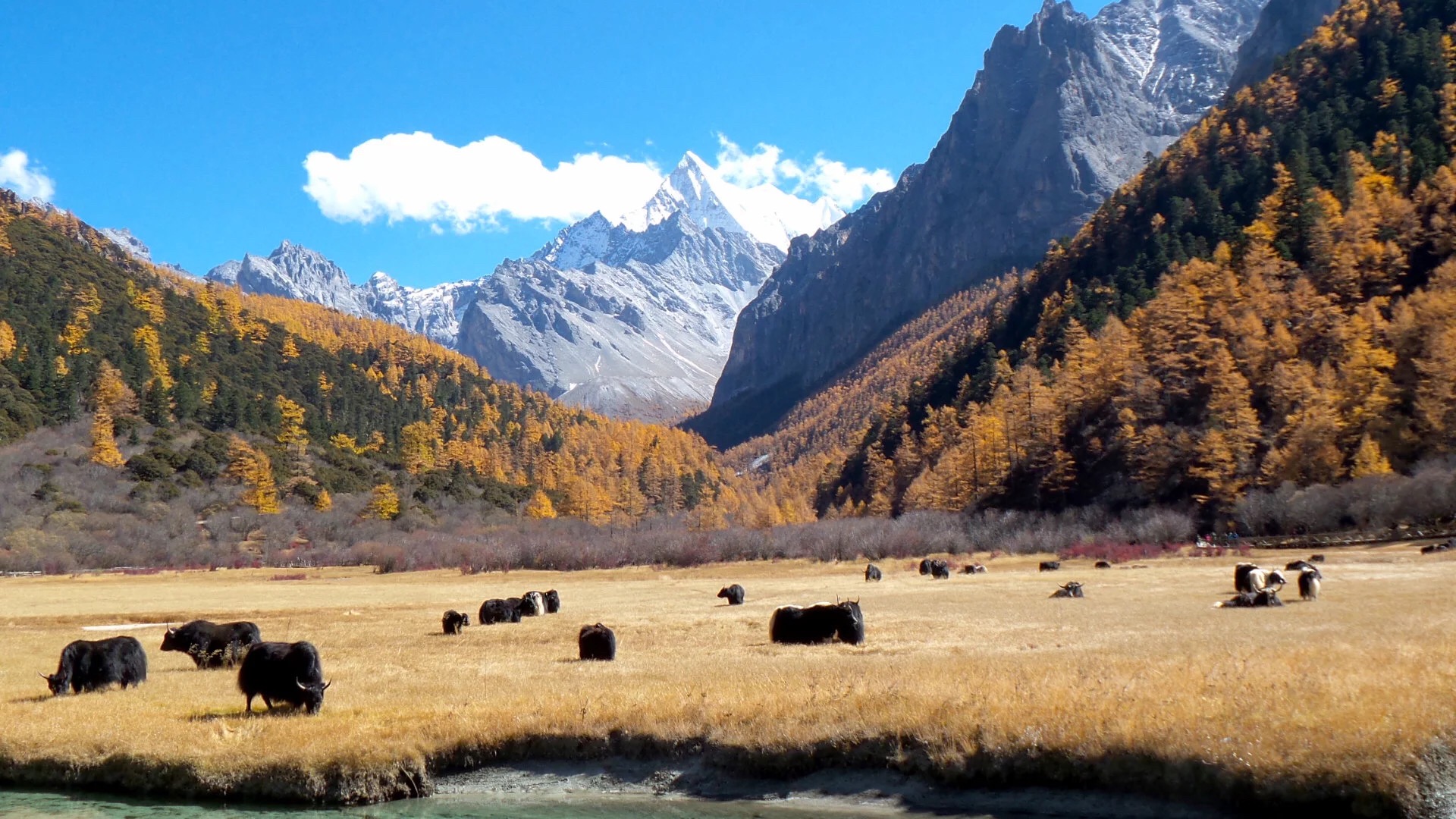 The pasture meadows