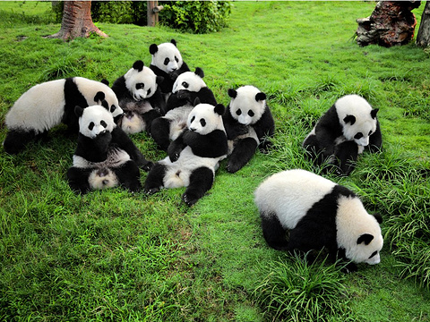 Chengdu Panda Base Guide: Seeing Giant Pandas and Falling for Sichuan