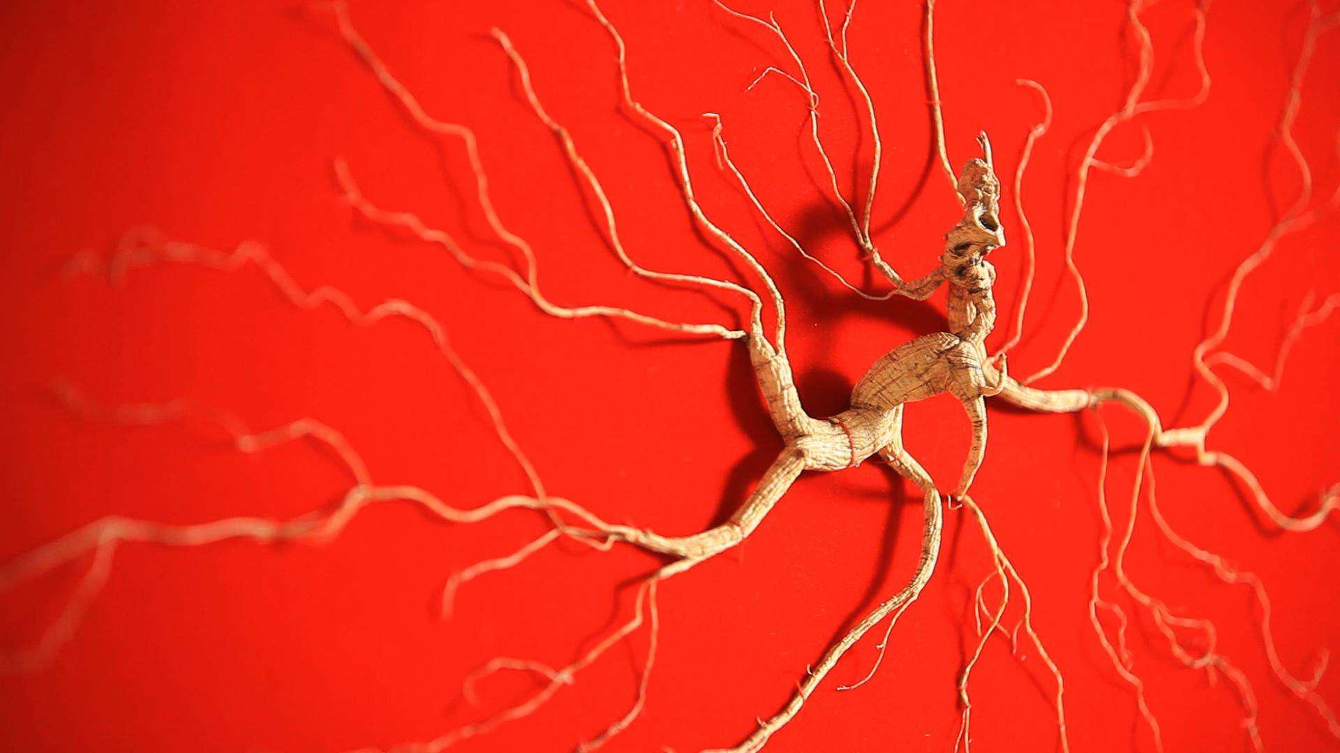 Ginseng — Jilin travel agencies on ToursChinaTravel