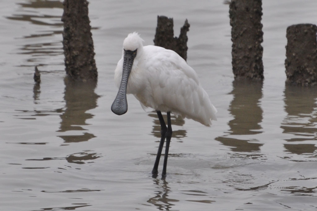 A black-faced spoonbill wading at the Shenzhen Bay mangroves