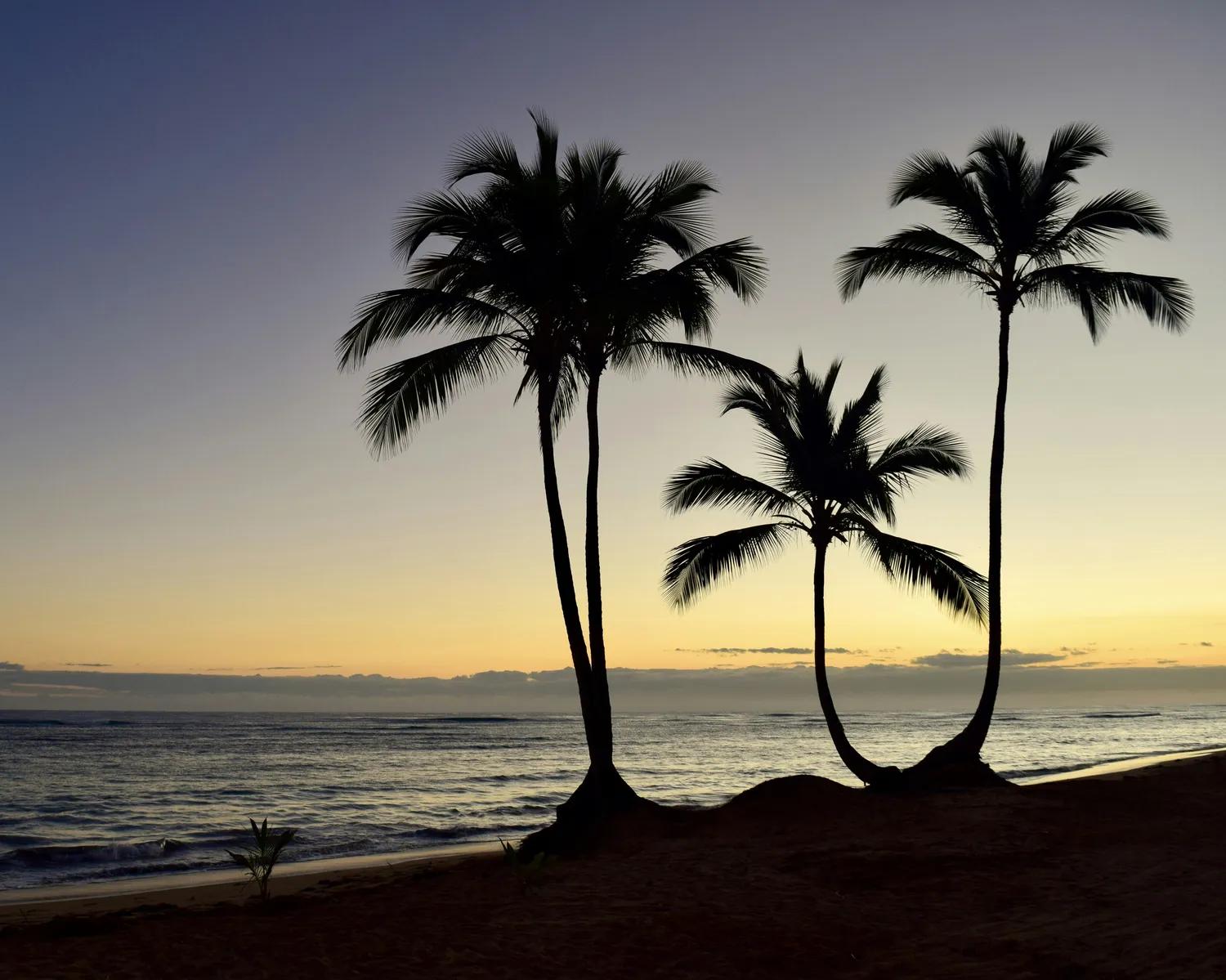 Coconut palms silhouetted at sunset at Holiday Beach