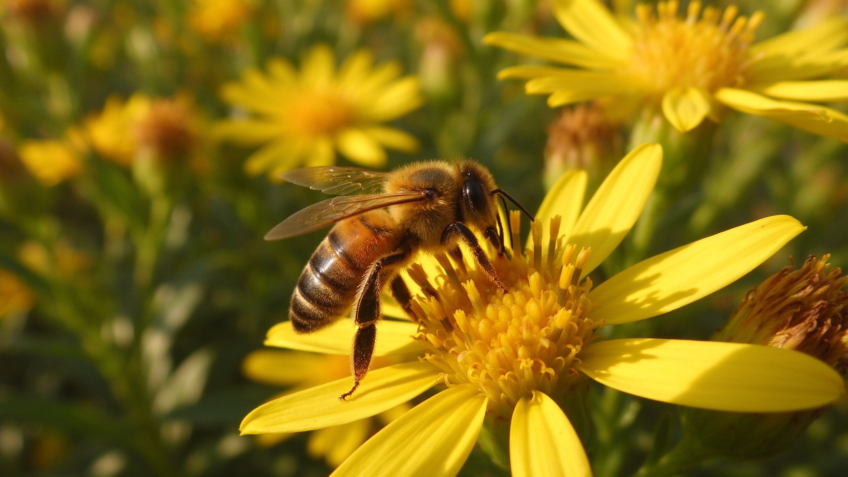 Honey bee on a yellow flower
