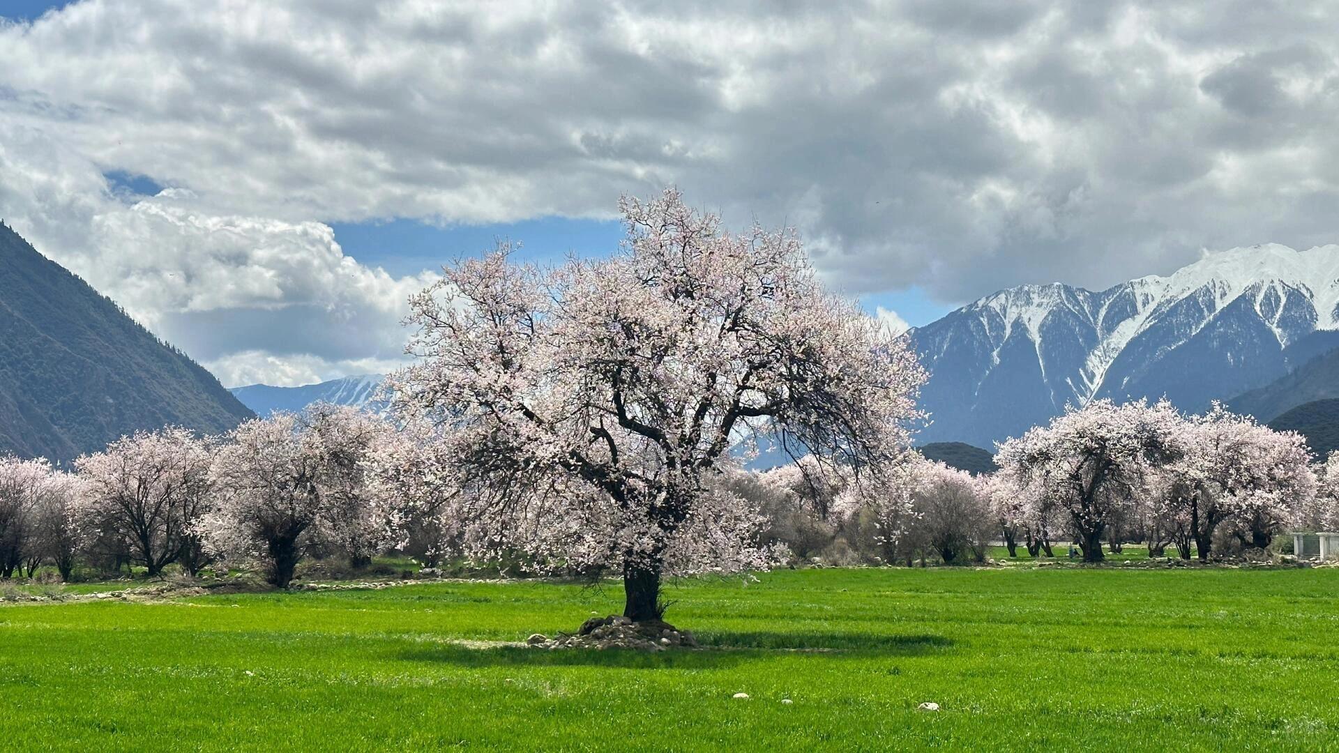 The Peach Blossom Valleys