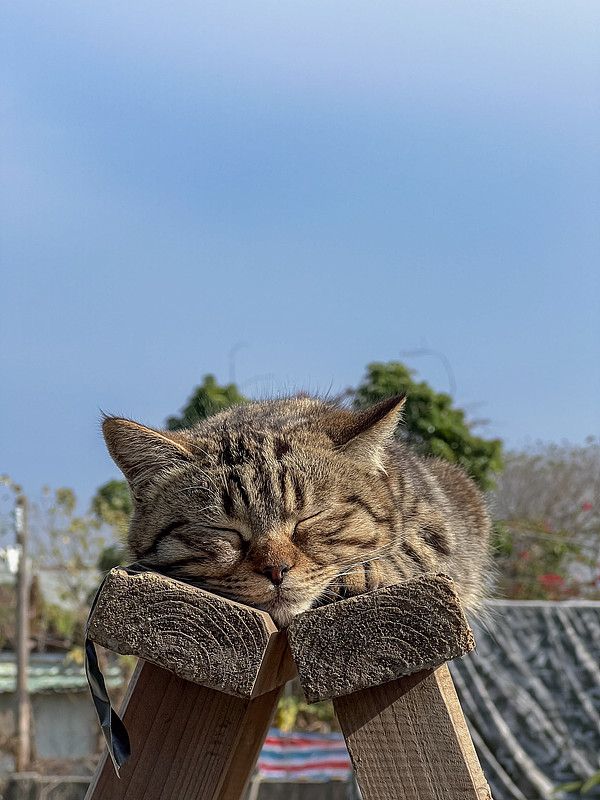 狸花猫趴在木架上晒太阳睡觉