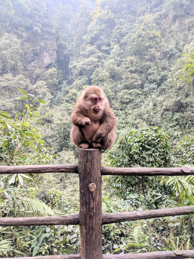 The sacred macaques