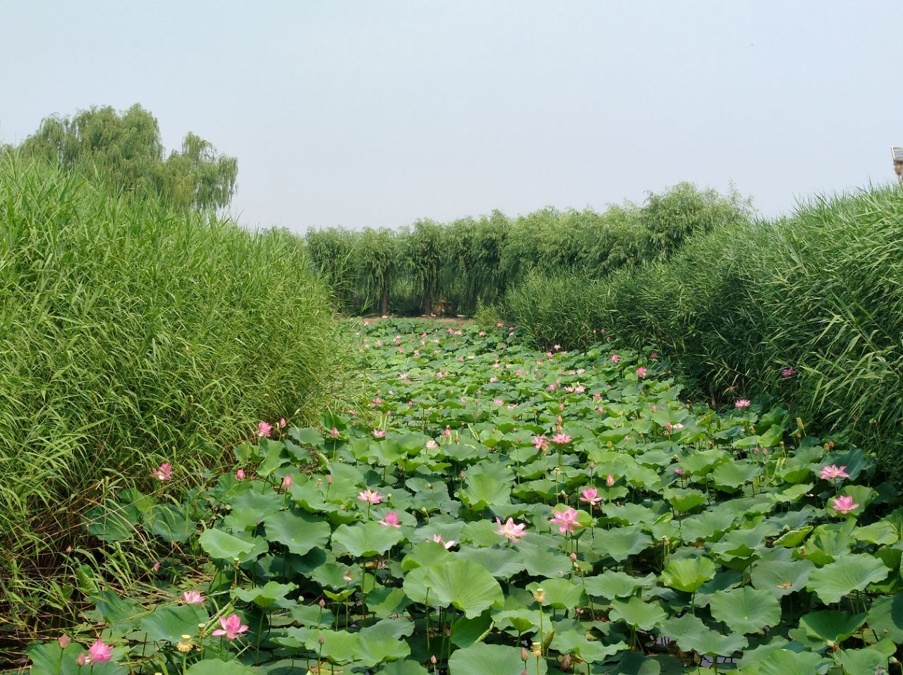 Lotus blooms and reed marshes of Baiyangdian lake in summer