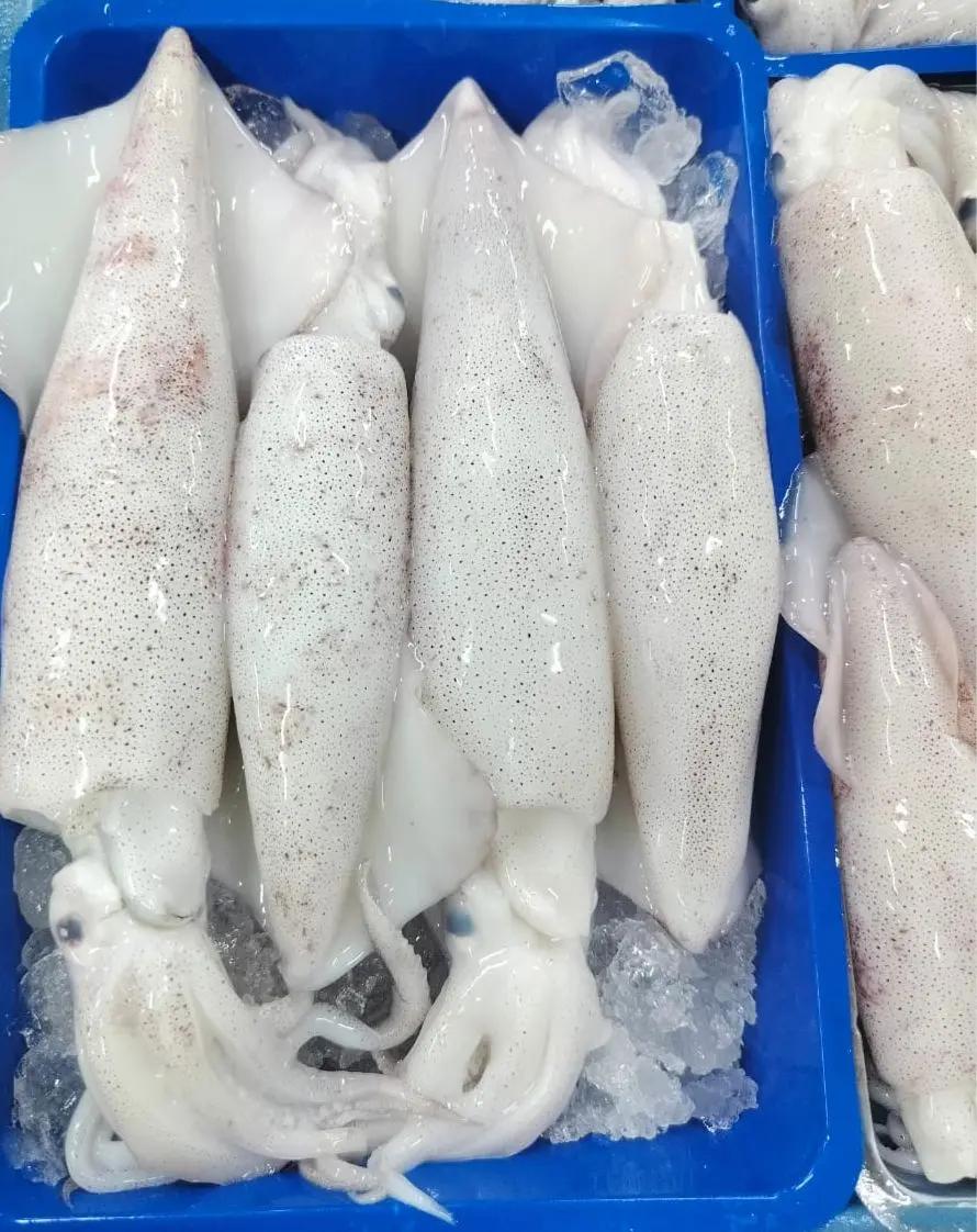 Frozen Whole Squid