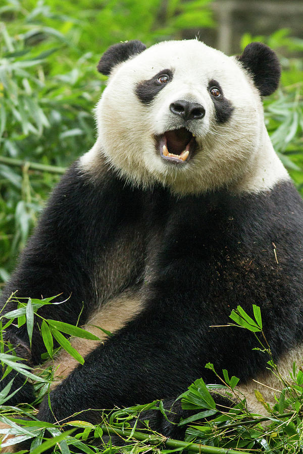 Giant panda in Chengdu