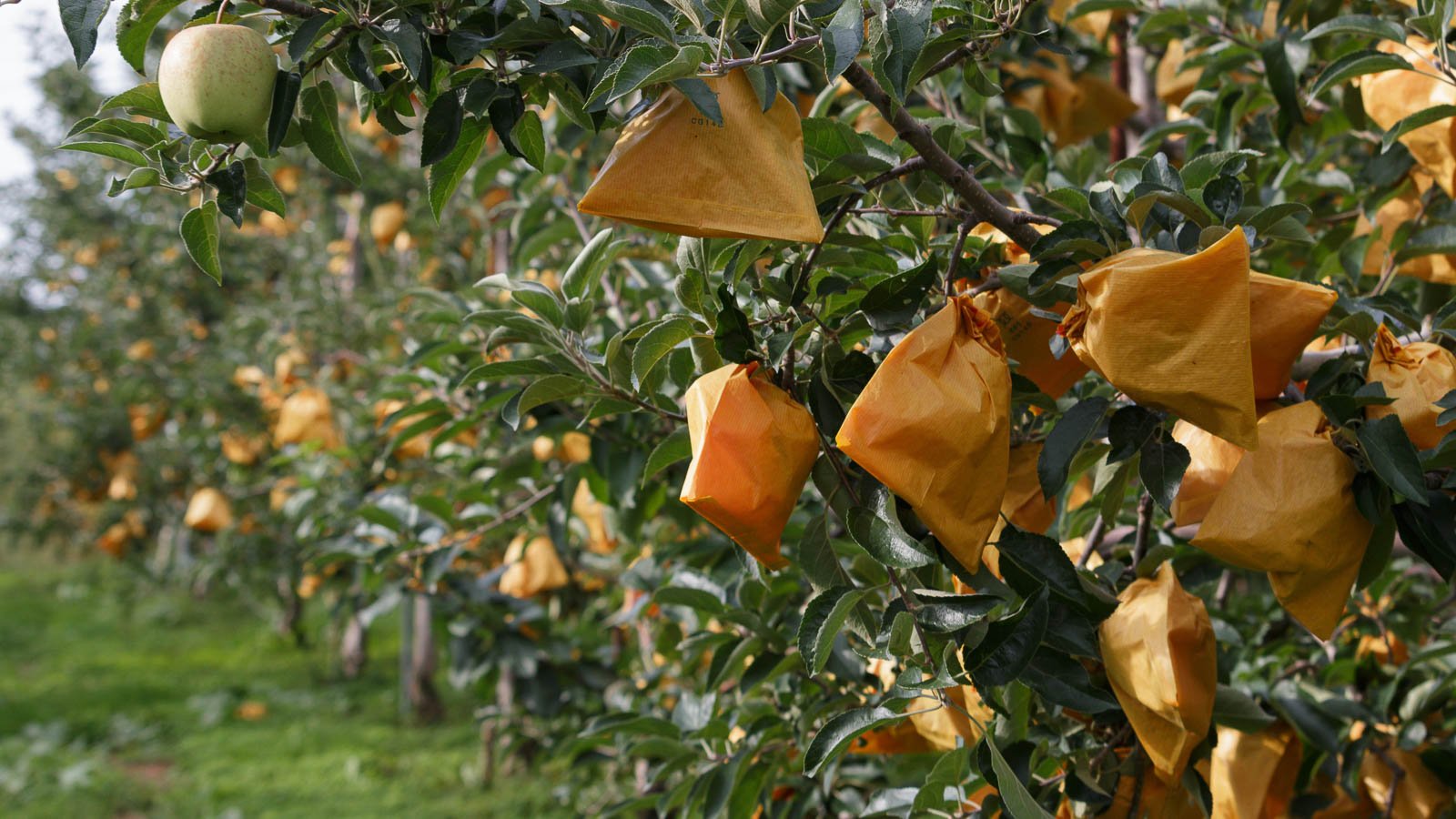 Global Fruit Protection Bag Making Machine Market Size & Growth Trend Analysis for 2026