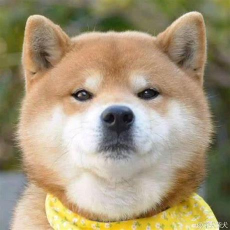 Neal 的头像