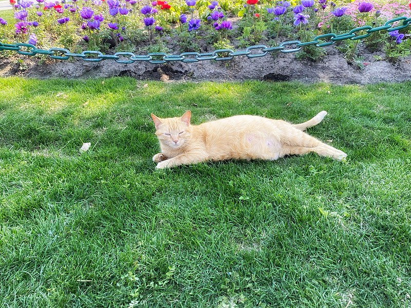 小橘猫躺在草坪上晒太阳