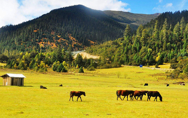 Lulang meadows