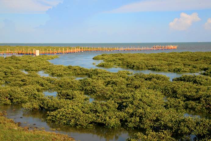 Boardwalk through the Golden Bay mangrove sea-forest