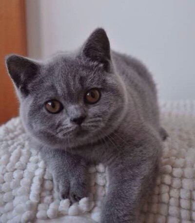 猫咪