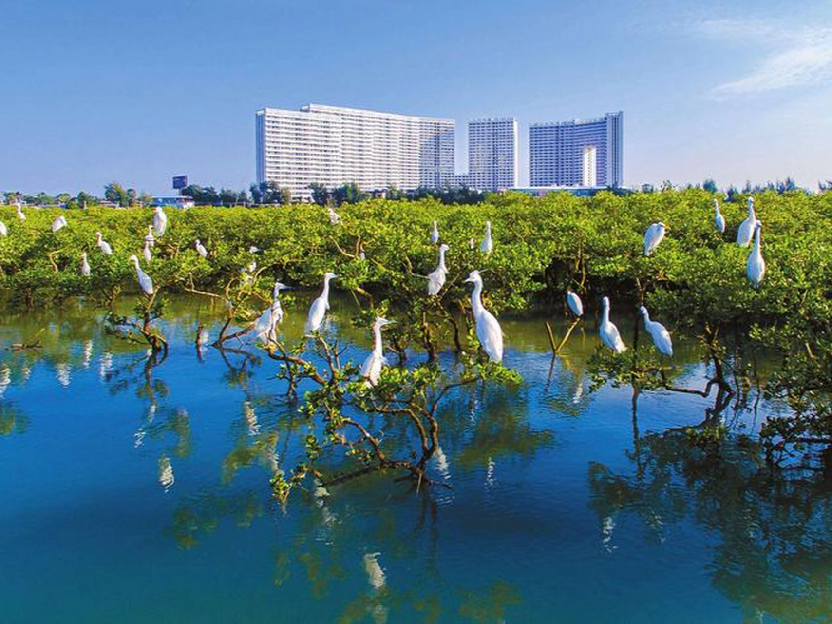Golden Bay mangrove day trip
