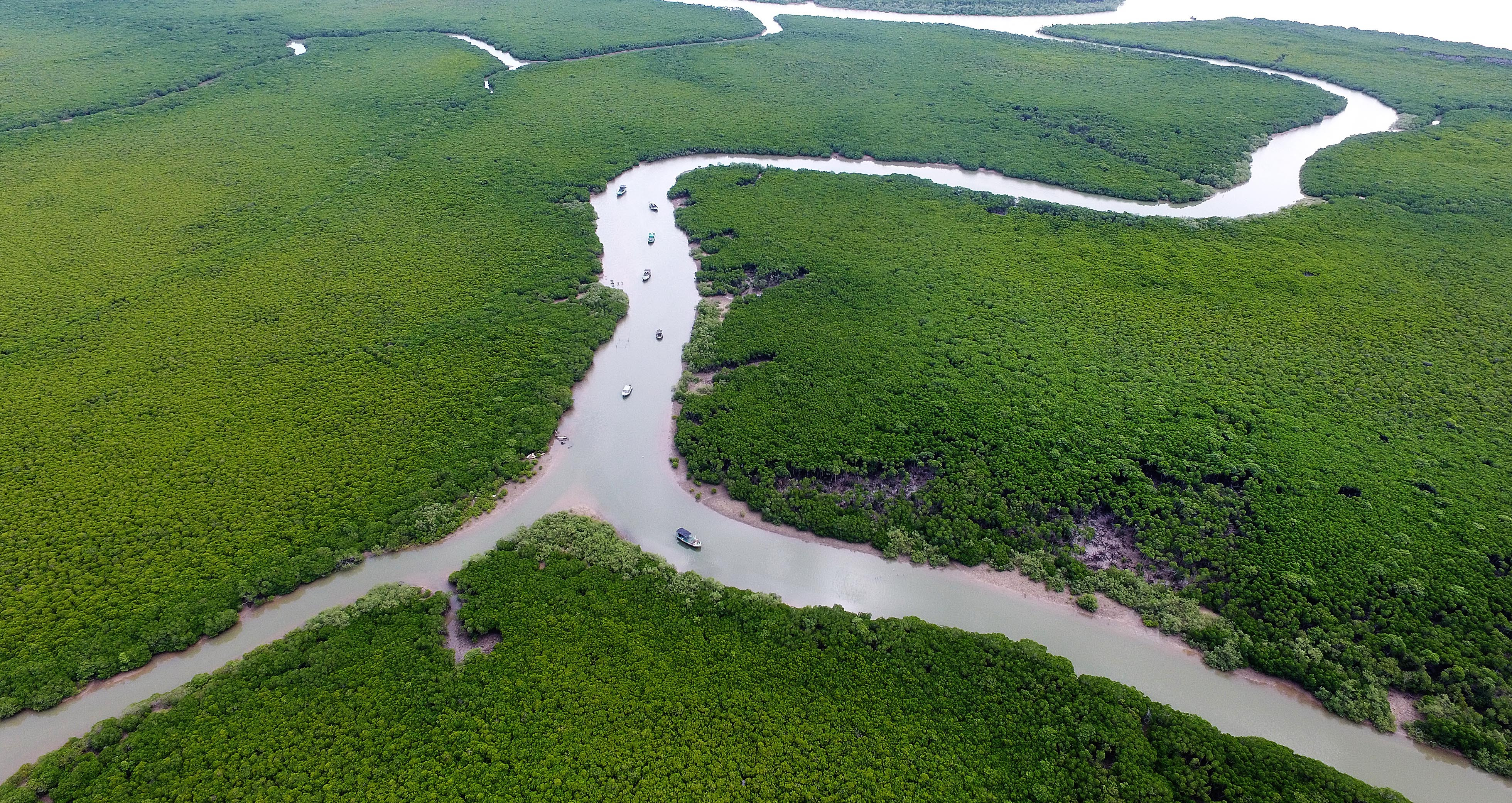 Dongzhai Port mangrove boat day trip