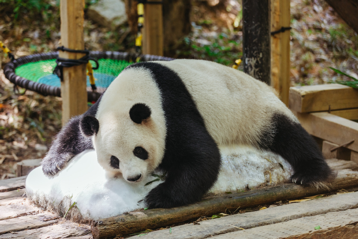 Giant panda resting on ice at Chimelong Safari Park