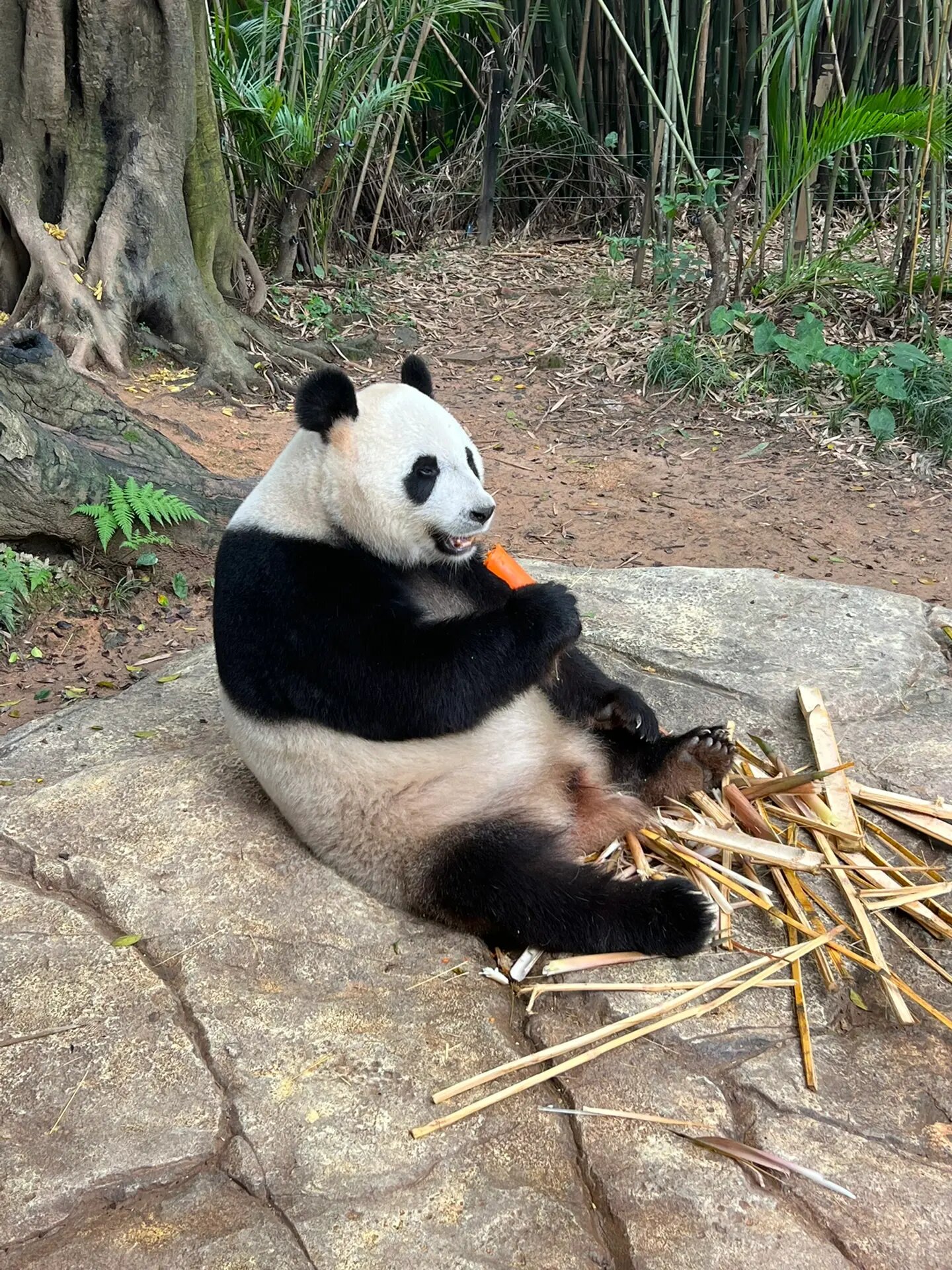 Chimelong Paradise theme park — roller coasters in Panyu