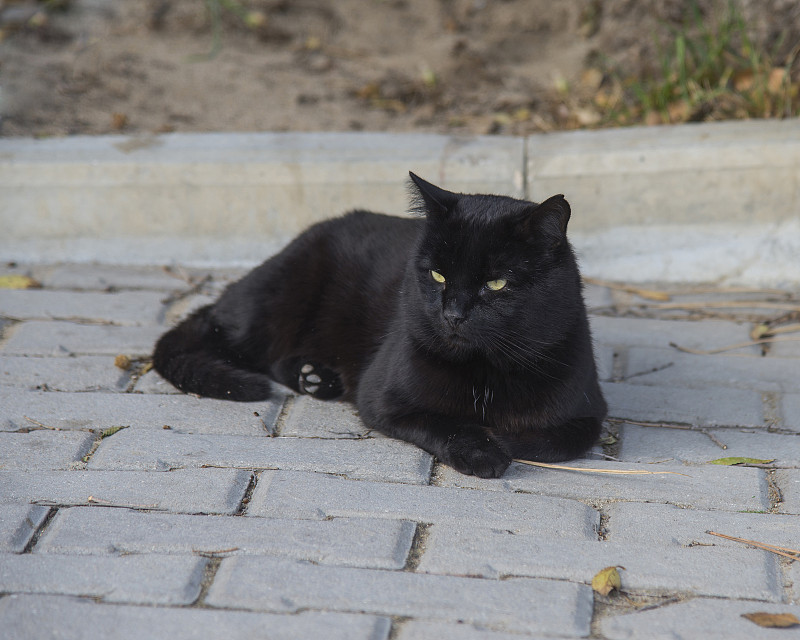 黑猫趴在砖石路面上