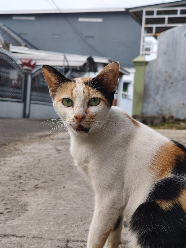 三花猫正面特写