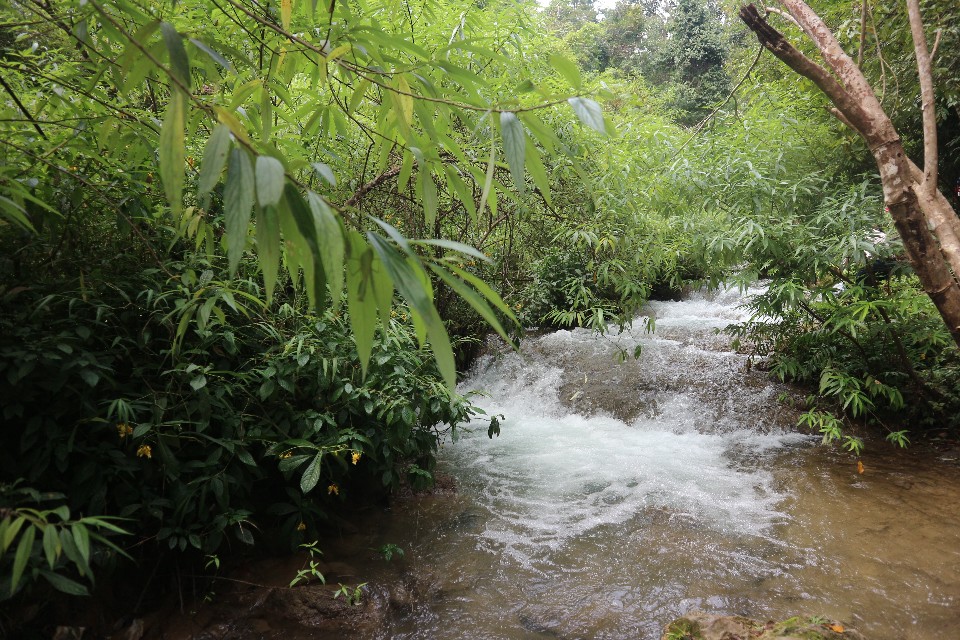 Trees growing out of rushing water in the Water Forest, Xiaoqikong, Libo