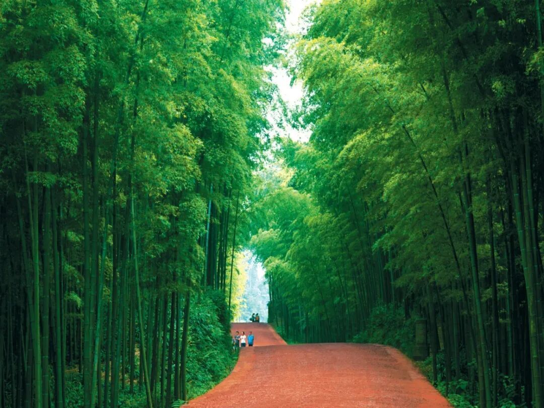 Shunan Bamboo Sea Day Tours