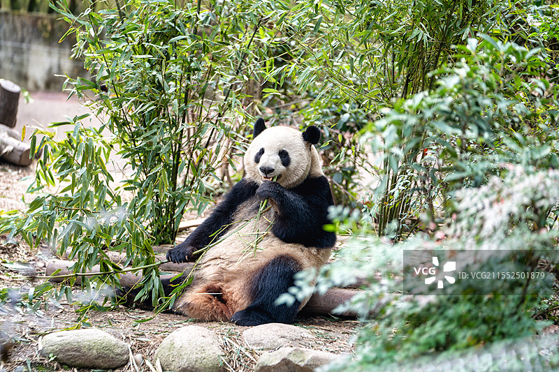 The panda base