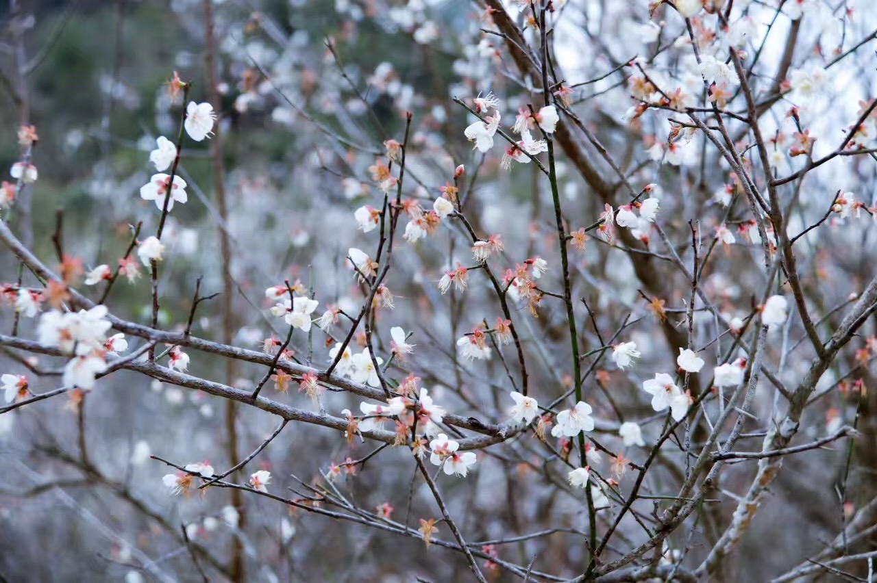 Wild plum blossoms covering the hills of Meiyuan in winter, Libo