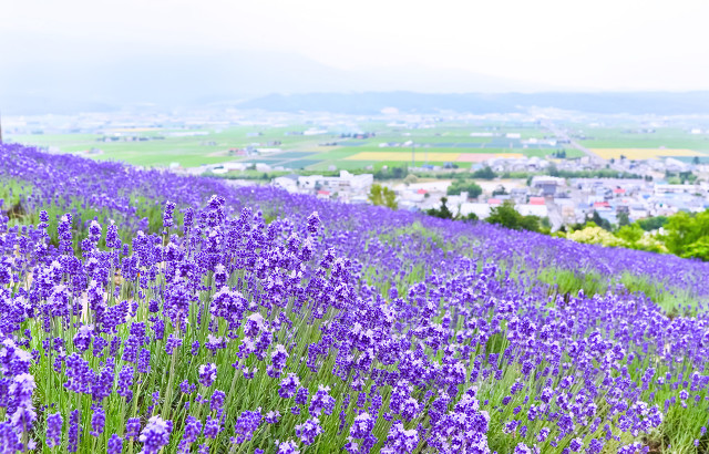 Purple lavender fields at the Ziyan Lavender Estate near Shenyang