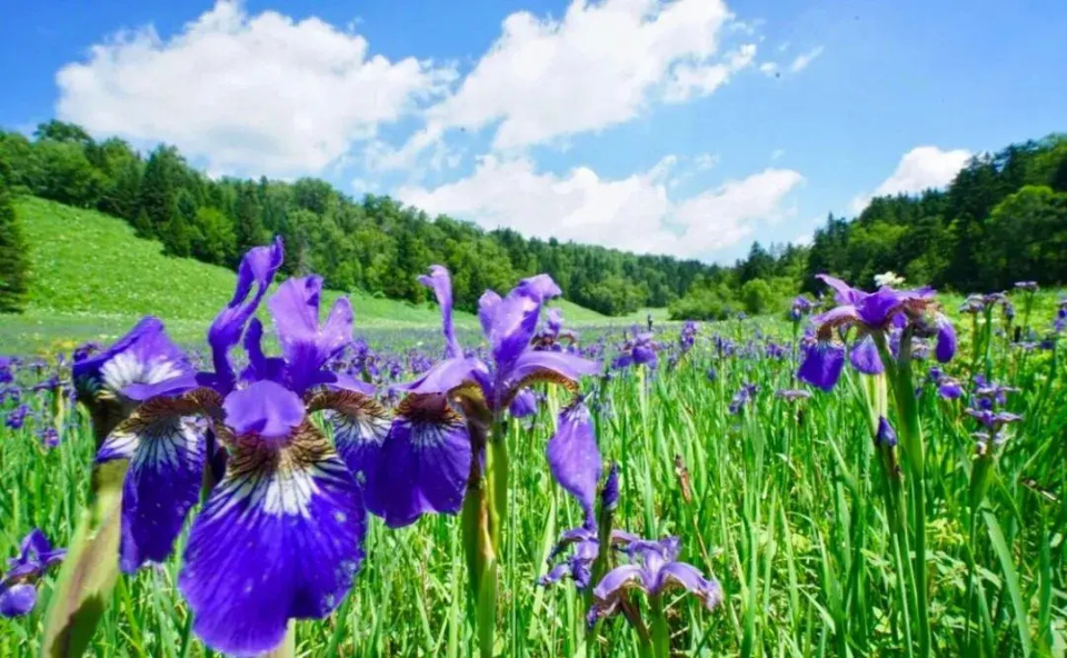 Alpine Garden