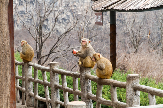 Chenjiagou, Home of Tai Chi (1 day)
