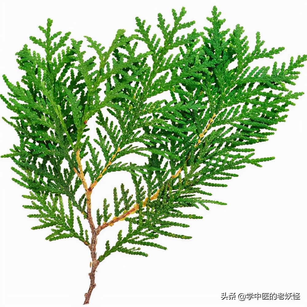 Platycladus Leaf
