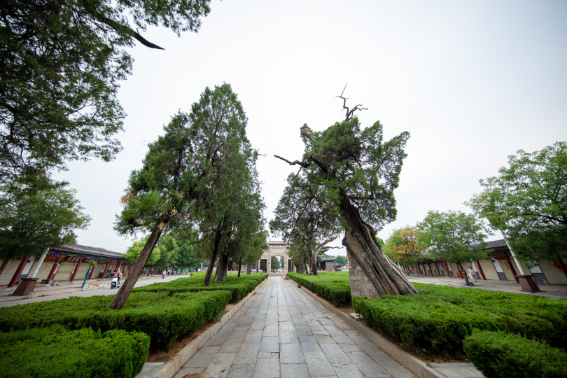 The Forest of the graves