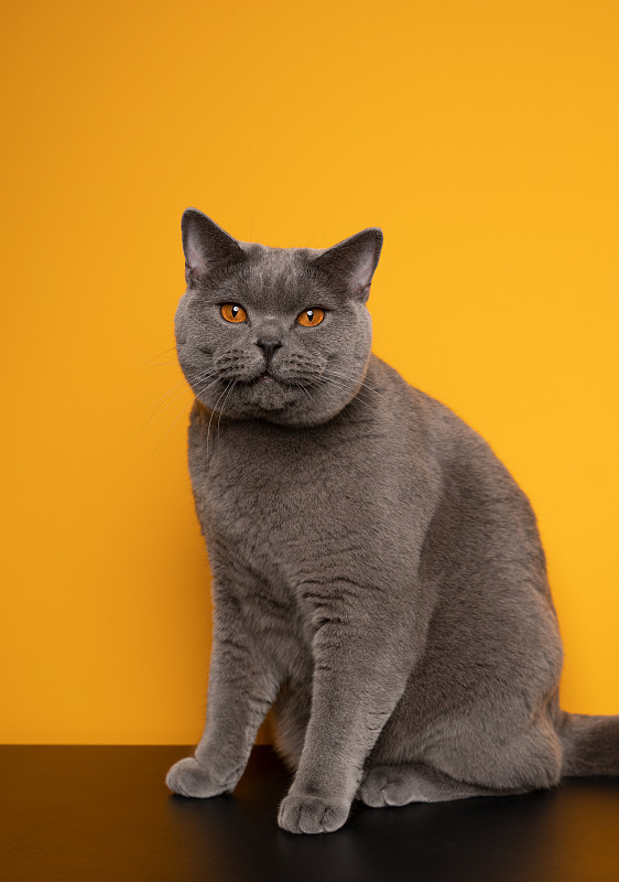 英短蓝猫