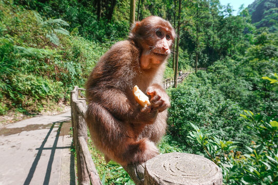 The monkey lanes